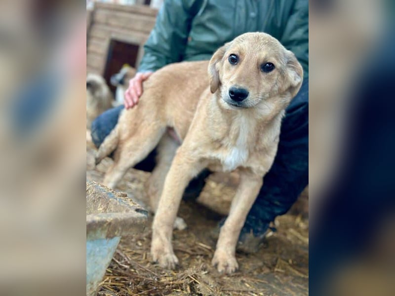 ♥DENNIS♥ ab 28. Feb auf Pflegest bei Köln -süßer, zutraulicher, verspielter kleiner Welpenjunge 35cm