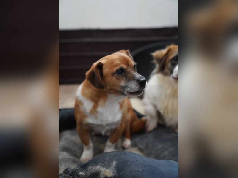 ⭐️TAC⭐️, Zuckerstück, Rüde, 2,5 Jahre, 35 cm, Mischling, Tierschutz Rumänien