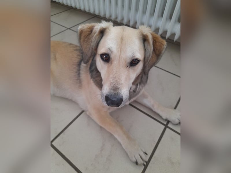 ♥MABLE♥ verliert ihr Zuhause bei Münster - hübsche, ganz liebe, anhängliche Hündin 40 cm