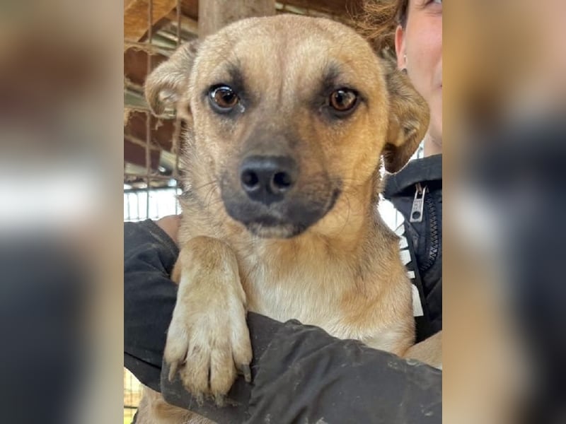 ♥KILA♥ süße, kleine, verspielte, anfangs noch zurückhaltende Junghündin 40 cm