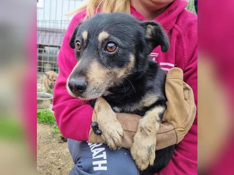 ♥LAURIN♥ süßer, noch zurückhaltender kleiner Rüde, der im Tierheim völlig überfordert ist 35 cm