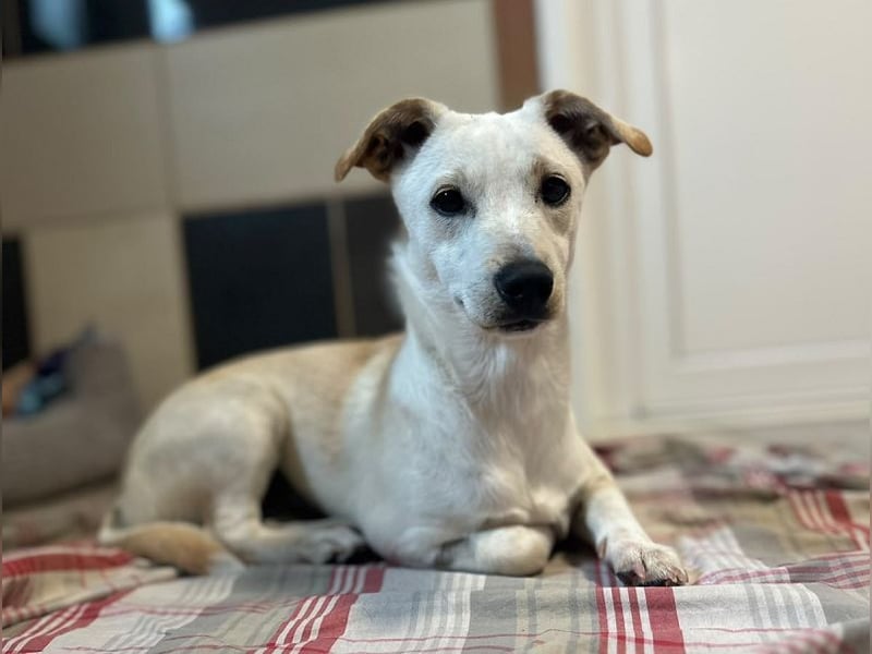 ♥LUNA♥ auf Pflegestelle bei Köln - niedliche, noch unsichere kleine Junghündin 35cm
