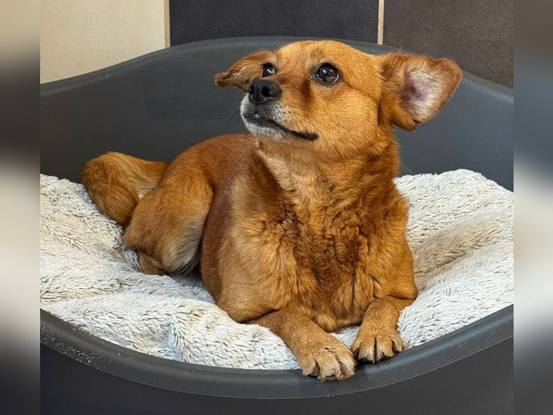 ♥MARILOU♥ neu auf Pflegestelle bei Köln -zauberhafte, neugierige, noch unsichere Hündin 40cm