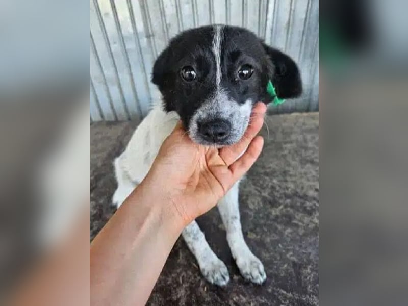 ♥LULA♥ ab 18. Jul auf Pflegest bei Köln-zuckersüße, liebe, noch etwas vorsichtige kleine Hündin 35cm