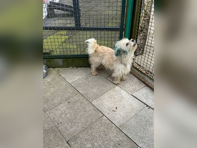 ♥YUMI♥ neu auf Pflegestelle bei Duisburg - süßer, sehr zutraulicher kleiner Wuschelmann 35cm