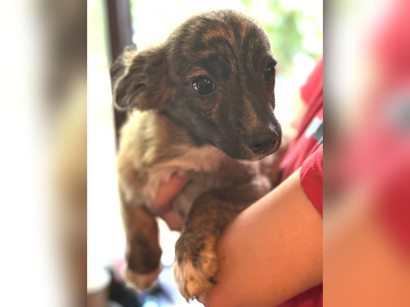⭐️DONNY⭐️, aufgeweckter Welpe, 5 Monate, 20 cm, Mischling, Tierschutz Rumänien
