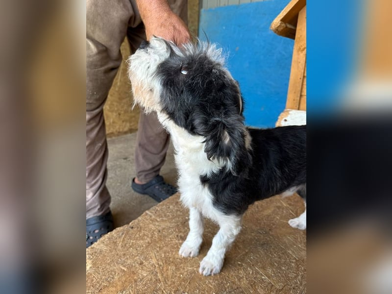 ♥OREO♥ ab 29. Aug auf Pflegestelle bei Köln-süßer, total freundlicher und aufgeschlossener Rüde 28cm