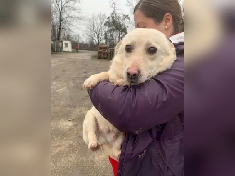 ♥ELIO♥ zarter, sensibler, noch unsicherer Jungrüde mit den großen Knopfaugen 35 cm