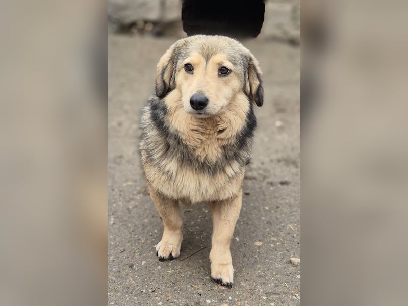 ALINE, sanftes Seelchen, Pflegestelle Rösrath, 2 Jahre, 32 cm, Mischling, Tierschutz Rumänien