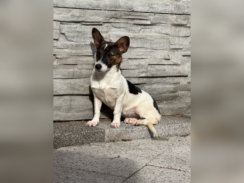 ♥TIARA♥ auf Pflegestelle bei Köln-liebes, noch schüchternes, süßes Mädchen 31cm (wachsend)