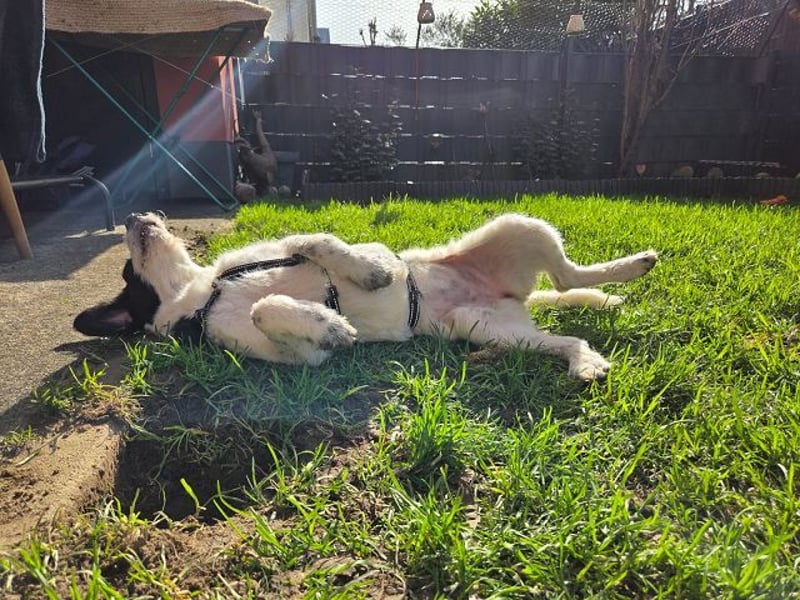 ♥ELSA♥ am 1. März im WDR Tiere suchen ein Zuhause - niedliche, verspielte Welpin 40 cm