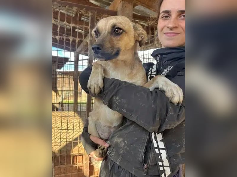 ♥KILA♥ süße, kleine, verspielte, anfangs noch zurückhaltende Junghündin 40 cm