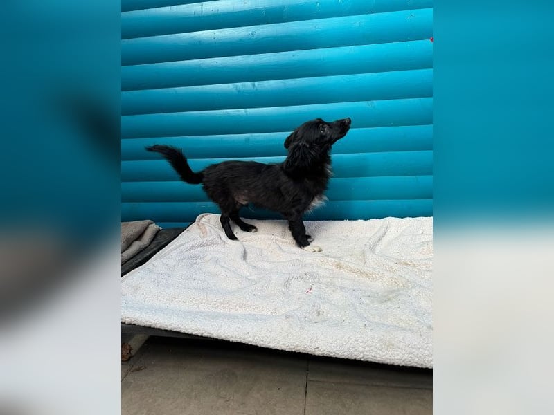 ♥TOKIO♥ auf Pflegestelle bei Köln - zuckersüßer, verspielter kleiner Welpe 28 cm