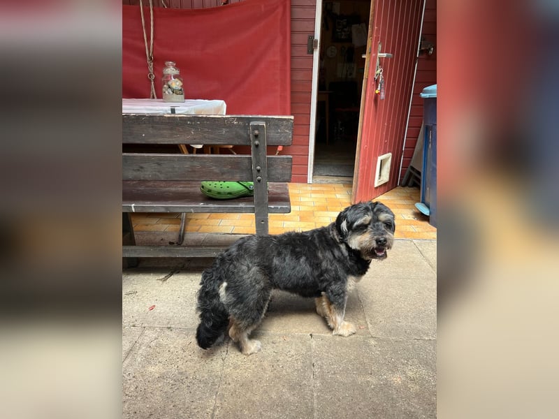 MINNIE, kleiner Frechdachs, 2 Jahre, 35 cm, Pflegestelle Düsseldorf, Tierschutz Rumänien