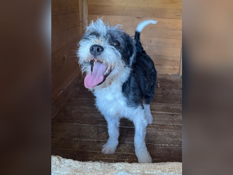 ♥OREO♥ ab 29. Aug auf Pflegestelle bei Köln-süßer, total freundlicher und aufgeschlossener Rüde 28cm
