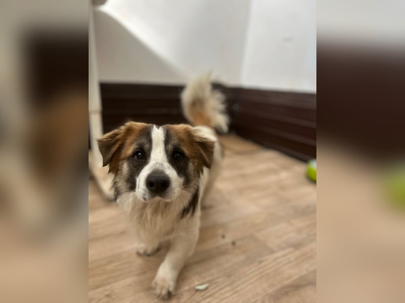 ⭐️TOC⭐️, Herzensbrecher, Rüde, 2 Jahre, 35 cm, Mischling, Tierschutz