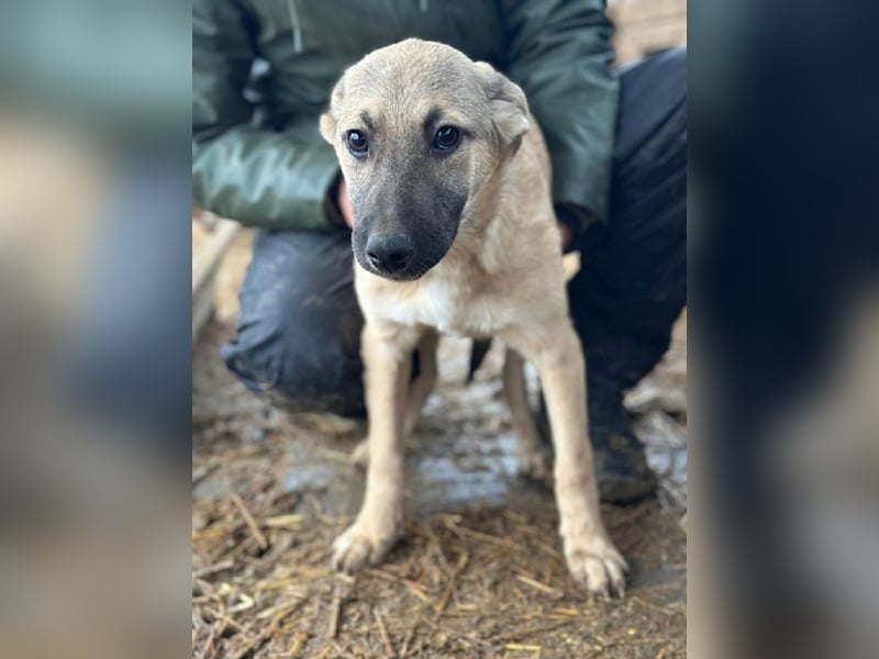 ♥DIDI♥ ab 28. Feb auf Pflegestelle bei Köln - bezaubernder, verspielter kleiner Welpenjunge 30-35cm