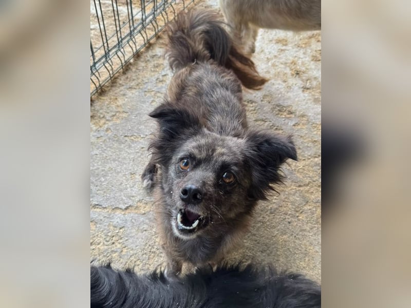 ♥SMOKEY♥ ab 31. Jul auf Pflegestelle bei Köln -süßer, zarter, menschenbezogener kleiner Rüde 35-40cm