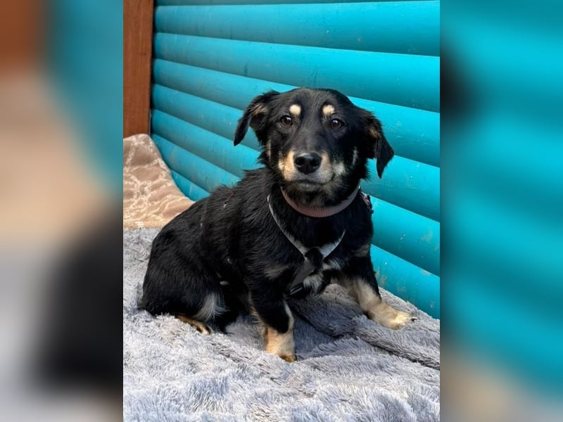 ♥MIMMI♥ auf Pflegestelle bei Aachen - süße, ganz verschmuste und zutrauliche Dackel-Mix-Hündin 36 cm