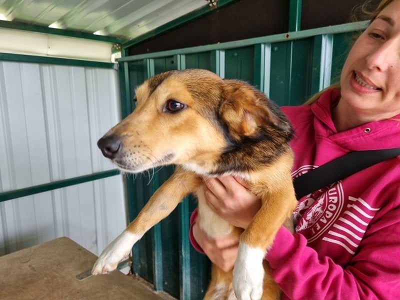 ♥BIXBY♥ hübscher, ganz aufgeschlossener, unkomplizierter echter Sonnenschein 39 cm