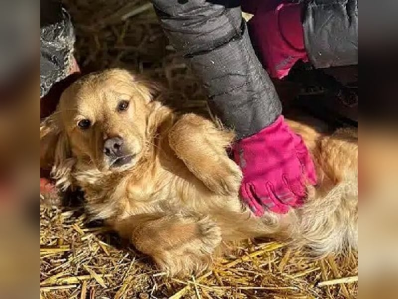 ♥COOPER♥ ab 28. Feb auf Pflegestelle bei Köln - zuckersüßer, ganz verschmuster kleiner Junghund 35cm