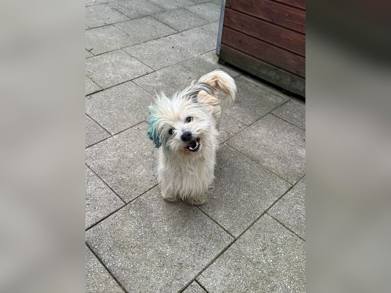 ♥YUMI♥ neu auf Pflegestelle bei Duisburg - süßer, sehr zutraulicher kleiner Wuschelmann 35cm