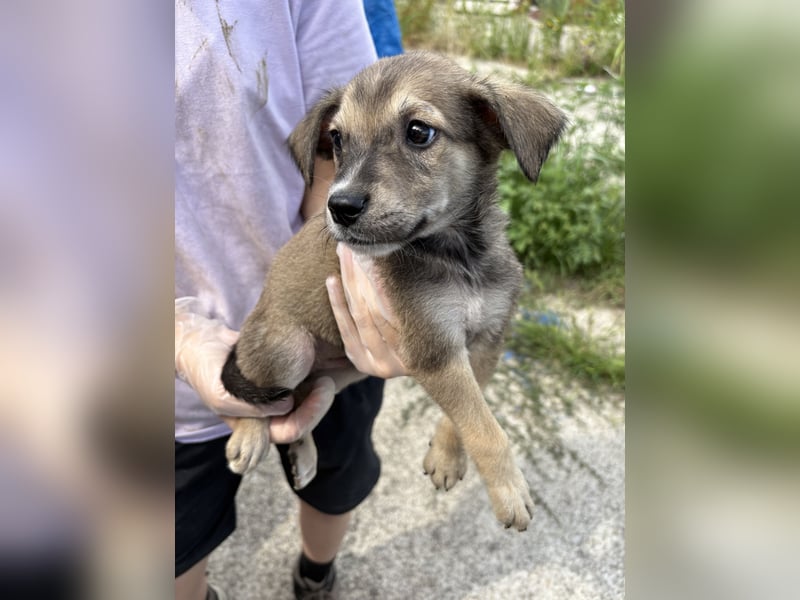 ⭐️YUKI⭐️, Strahlemann, Welpe, Rüde, 4 Monate, 23 cm (im Wachstum), Mischling, Tierschutz Rumänien