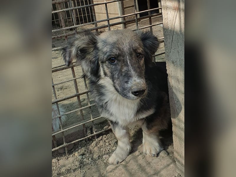 ♥RUDI♥ wunderschöner, süßer, noch vorsichtiger kleiner Junghund 35 cm