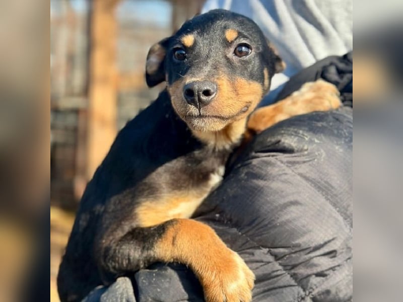 ♥HELI♥ zuckersüßes, verspieltes kleines Welpenmädchen 30 cm - wird mittelgroß