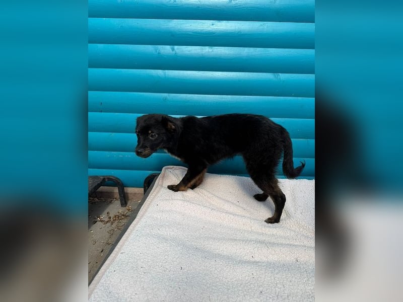 ♥BAMBU♥ auf Pflegestelle bei Köln - entzückendes, verspieltes Hundemädchen 37cm (wird mittelgroß)