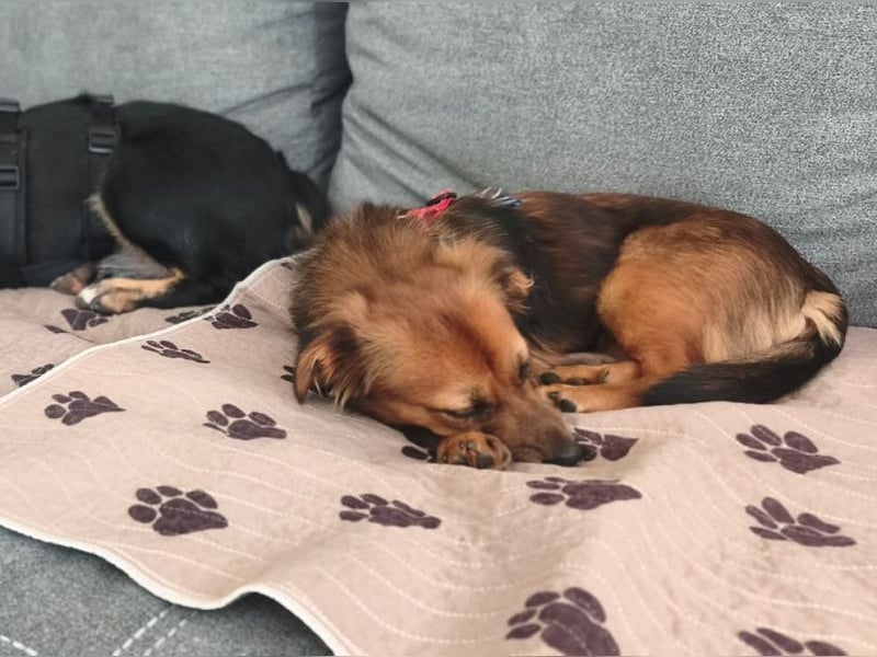 ♥PINKY♥ neu auf Pflegestelle bei Aachen - süßes, noch etwas zurückhaltendes Hundemädchen 38cm