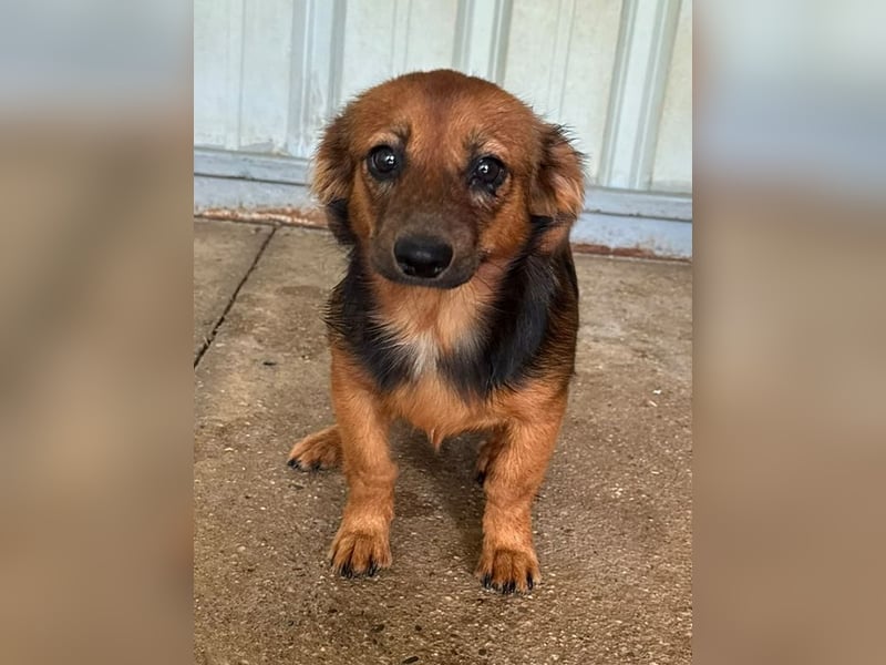 ♥PINKY♥ ab 29.Aug auf Pflegestelle bei Köln-süßes, superliebes Hundemädchen ca 35 cm (kleinbleibend)