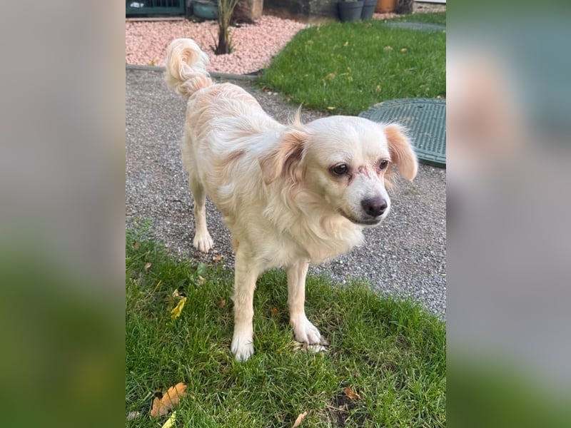 ♥BIENE♥ am 11.Okt bei "Tiere suchen ein Zuhause"- zuckersüße, so liebe, menschenbezogene Hündin 30cm