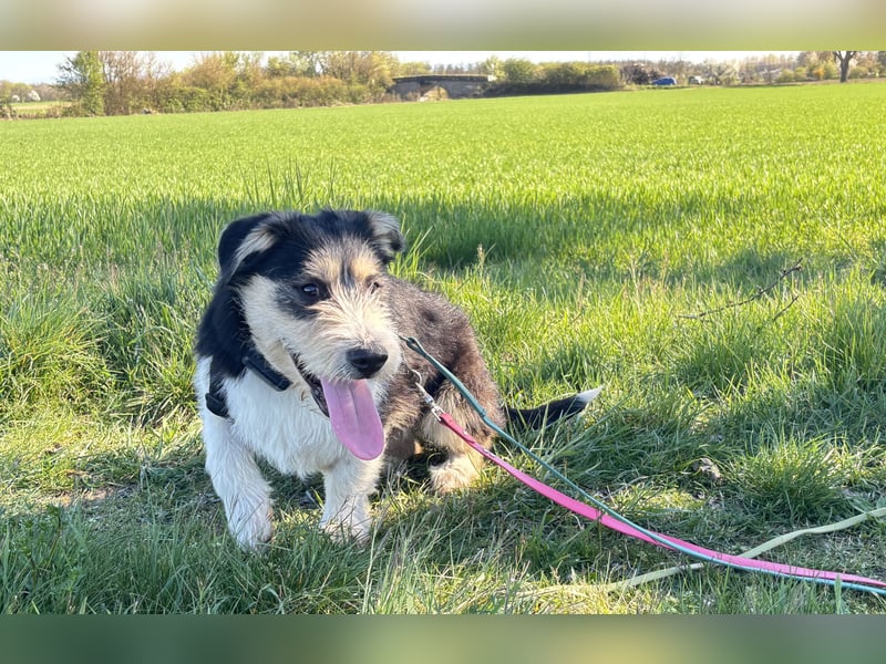 Süße propere Amy sucht ihre Familie idealerweise mit Hundekumpel