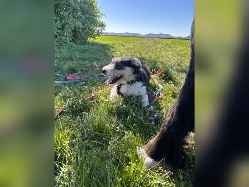 Süße propere Amy sucht ihre Familie idealerweise mit Hundekumpel