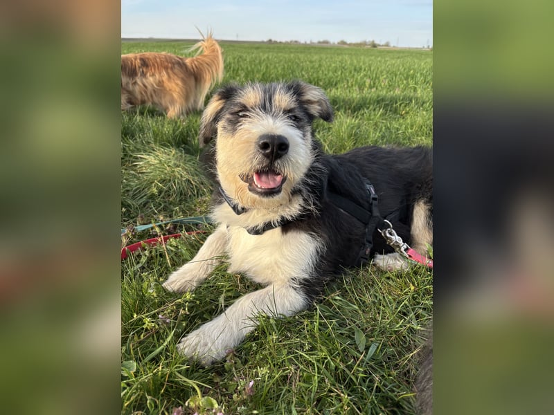 Süße propere Amy sucht ihre Familie idealerweise mit Hundekumpel