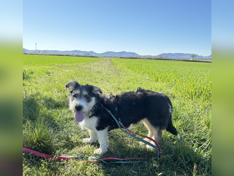 Süße propere Amy sucht ihre Familie idealerweise mit Hundekumpel
