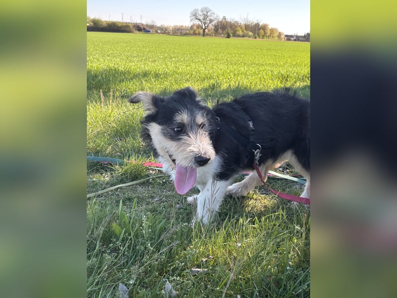 Süße propere Amy sucht ihre Familie idealerweise mit Hundekumpel