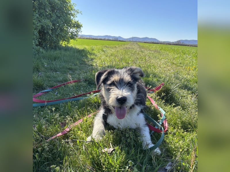 Süße propere Amy sucht ihre Familie idealerweise mit Hundekumpel