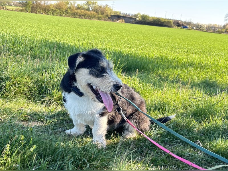 Süße propere Amy sucht ihre Familie idealerweise mit Hundekumpel