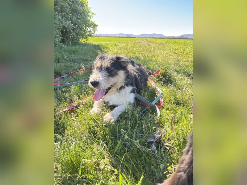 Süße propere Amy sucht ihre Familie idealerweise mit Hundekumpel