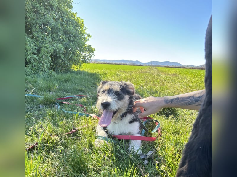 Süße propere Amy sucht ihre Familie idealerweise mit Hundekumpel
