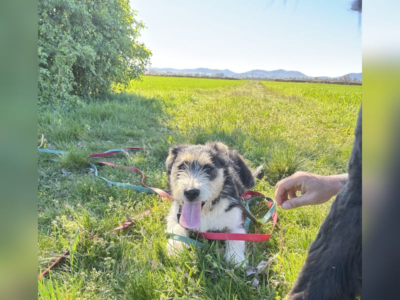Süße propere Amy sucht ihre Familie idealerweise mit Hundekumpel