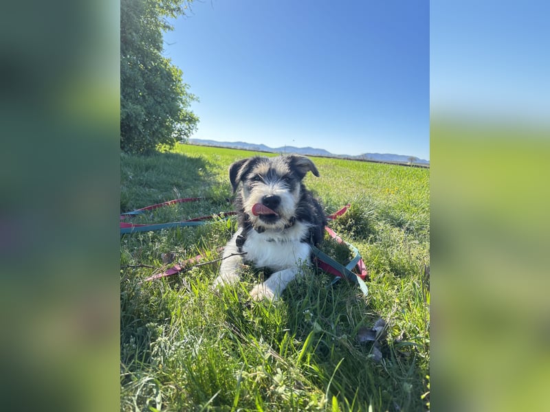 Süße propere Amy sucht ihre Familie idealerweise mit Hundekumpel