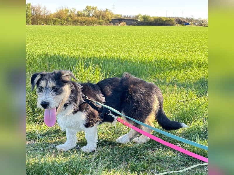 Süße propere Amy sucht ihre Familie idealerweise mit Hundekumpel