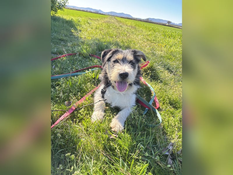 Süße propere Amy sucht ihre Familie idealerweise mit Hundekumpel