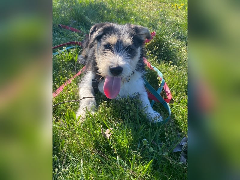 Süße propere Amy sucht ihre Familie idealerweise mit Hundekumpel