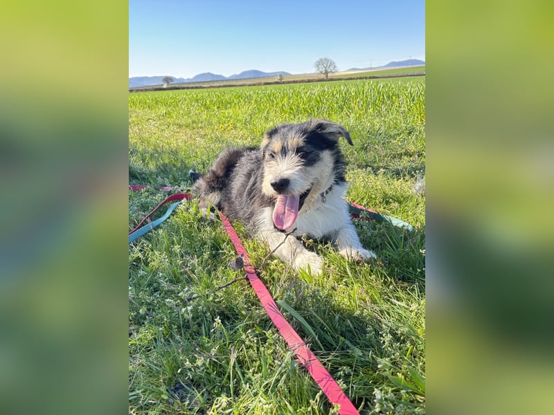 Süße propere Amy sucht ihre Familie idealerweise mit Hundekumpel