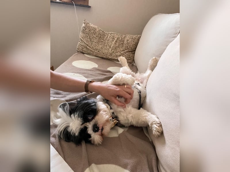 kleiner Alvin sucht seine Menschen