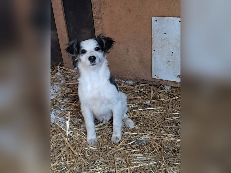 Ray, kleiner Hundemann sucht großes Körbchen